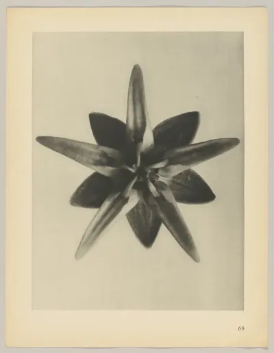 Asclepias speciosa