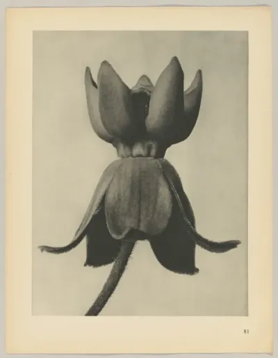 Asclepias syriaca