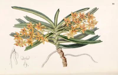 Ascocentrum miniatum