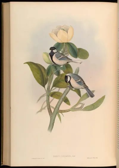 Ash-coloured Tit
