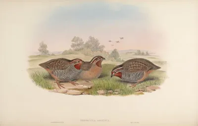 Asiatic Bush-Quail