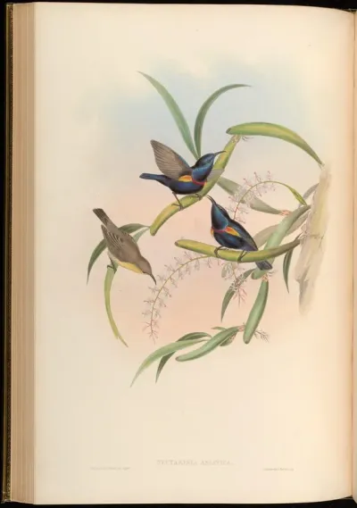 Asiatic Sun-bird