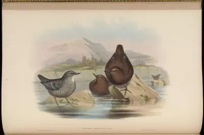 Asiatic Water-Ouzel