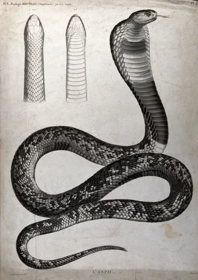 Asp: three figures, one illustrating the snake in its entirety, the other two showing its head, viewed from above and below