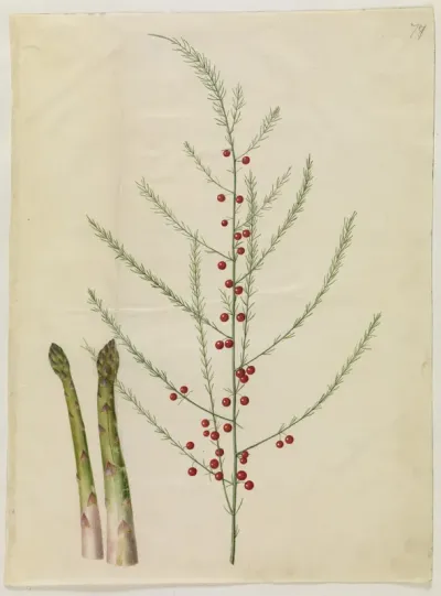 Asparagus officinalis (almindelig asparges)