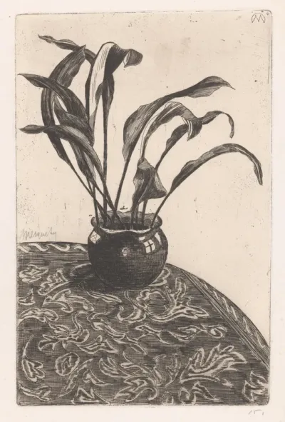 Aspidistra in pot
