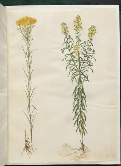 Aster linosyris (guldhår-asters); Linaria vulgaris (almindelig torskemund)