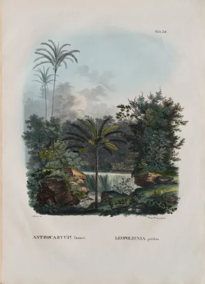 Astrocaryum Iauari. Leopoldina pulchra