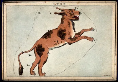 Astrology: signs of the zodiac, Lynx