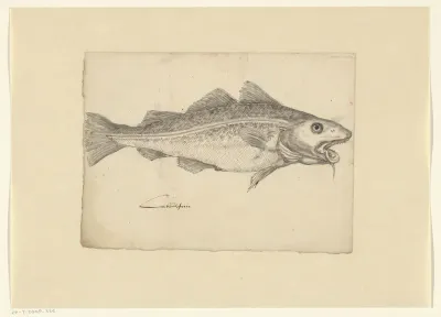 Atlantic cod (Gadus callarias)