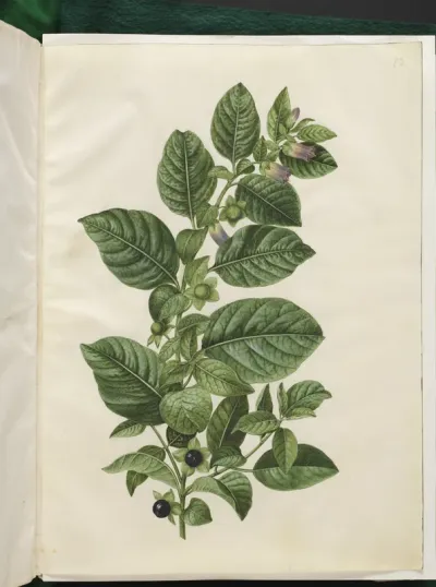 Atropa belladonna (galnebær)