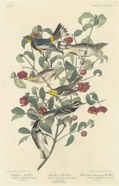 Audubon's Warbler, Hermit Warbler and Black throated Gray Warbler