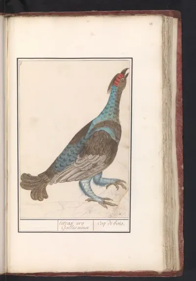 Auerhoen (Tetrao urogallus)