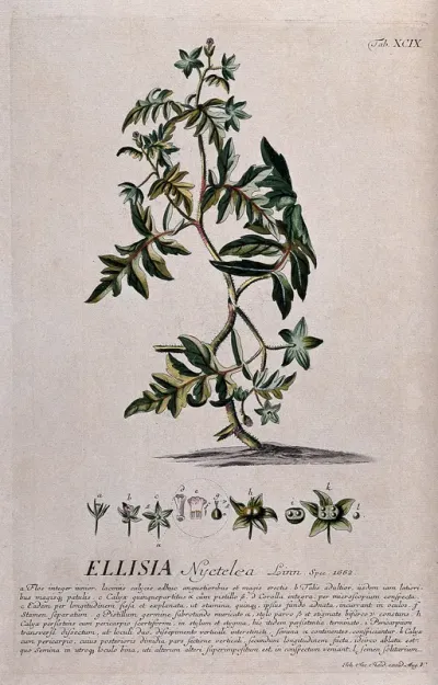 'Aunt Lucy' (Ellisia nyctelea (L.) L.): flowering stem with separate flower and fruit segments and a detailed description