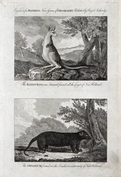 Australia: above, a kangaroo; below, a common ringtail possum