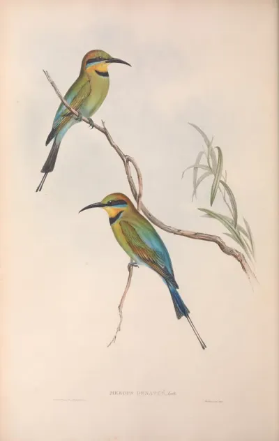 Australian Bee-eater