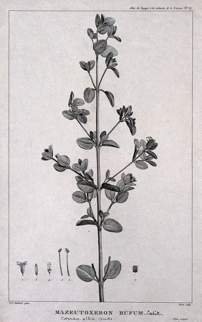 Australian fuchsia (Correa alba Andrews): flowering stem with floral segments