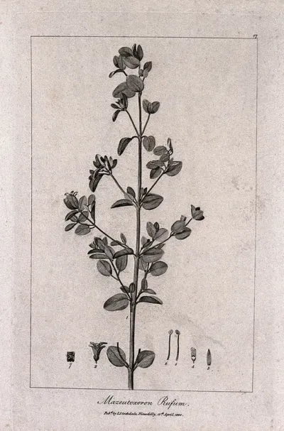 Australian fuchsia (Correa rufa): flowering stem with floral segments