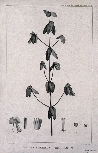 Australian fuchsia (Correa sp.): flowering stem with floral segments