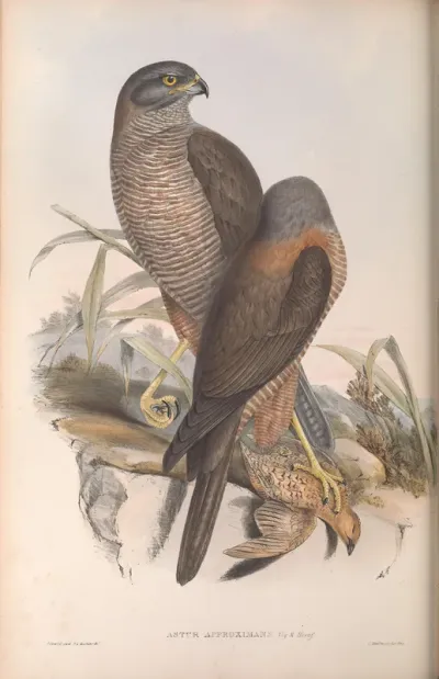 Australian Goshawk