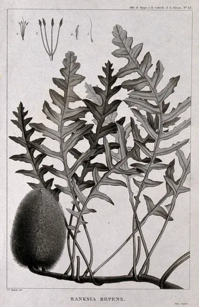Australian honeysuckle (Banksia repens): flowering stem with floral segments