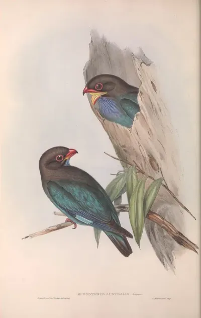 Australian Roller
