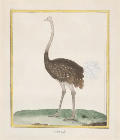 Autruche (Ostrich), from "Histoire Naturelle de Oiseaux"