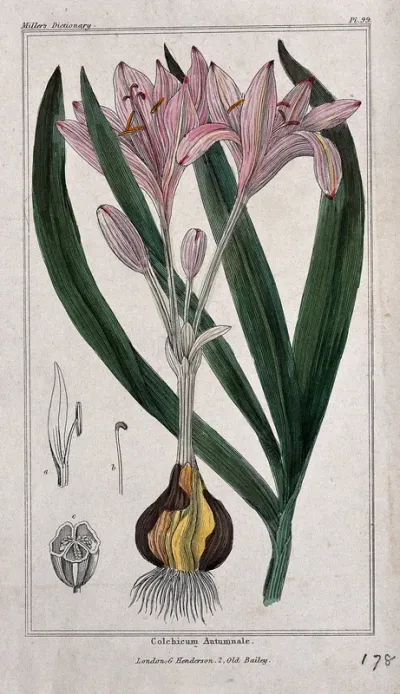 Autumn crocus (Colchicum autumnale): flowering plant, leaves and floral segments