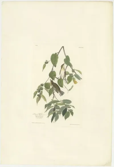 Autumnal Warbler