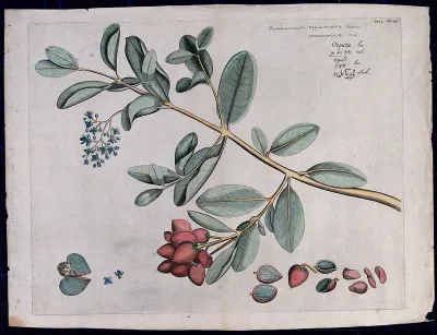 Avicennia officinalis L.: branch with flowers, fruit and leaves and separate sections of fruits, flowers and kernels