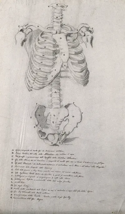 Axial skeleton, showing the bones of the torso and pelvis