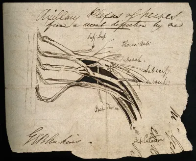 Axillary plexus of nerves