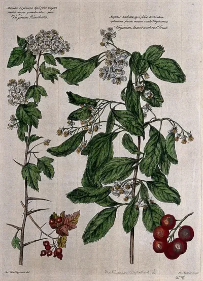 Azarole or virginian hawthorn (Crataegus azarolus L.): flowering stems and fruit