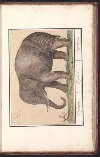 Aziatische olifant (Elephas maximus)