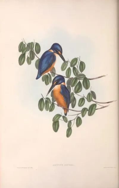 Azure Kingfisher