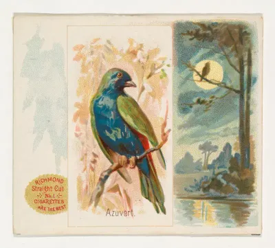 Azuvert, from the Song Birds of the World series (N42) for Allen & Ginter Cigarettes