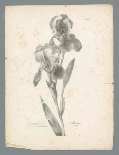 Baardiris