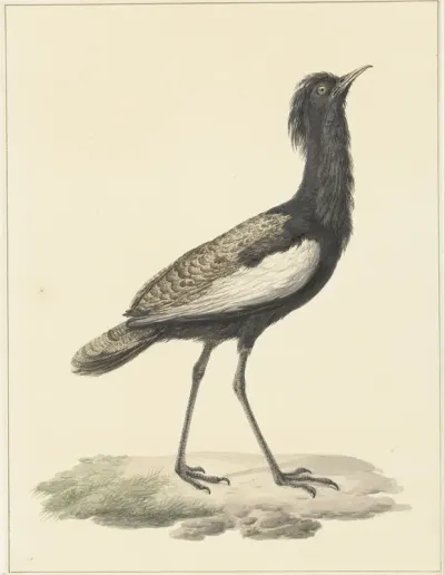 Baardtrap (Eupodotis bengalensis / Houbaropsis bengalensis)