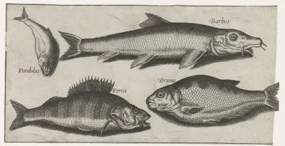 Baars, barbeel, brasum en een tandkarper