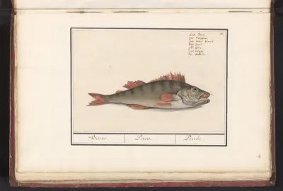 Baars (Perca fluviatilis)
