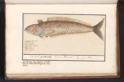 Baarsachtige (Perciformes), mogelijk een pieterman (Trachinus)
