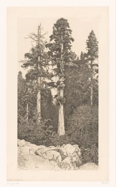 Baby Sequoia