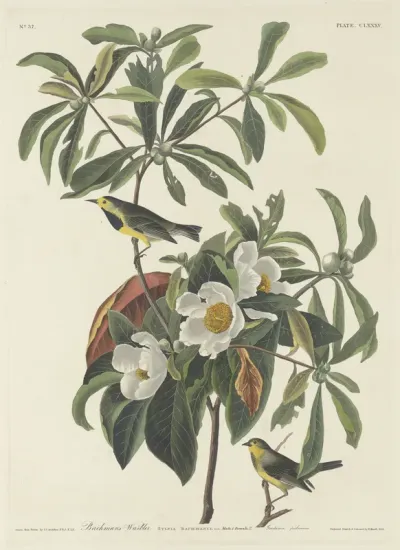 Bachman's Warbler