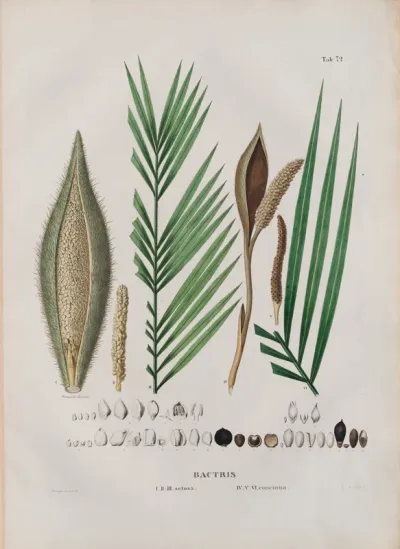 Bactris I II III setora. IV V VI concinna