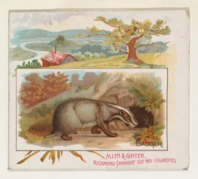 Badger, from Quadrupeds series (N41) for Allen & Ginter Cigarettes