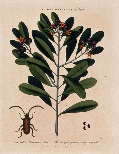 Bahama whitewood tree (Canella winterana): flowering and fruiting branch and beetle