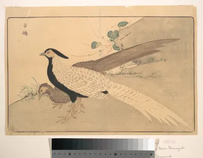 Bai xian