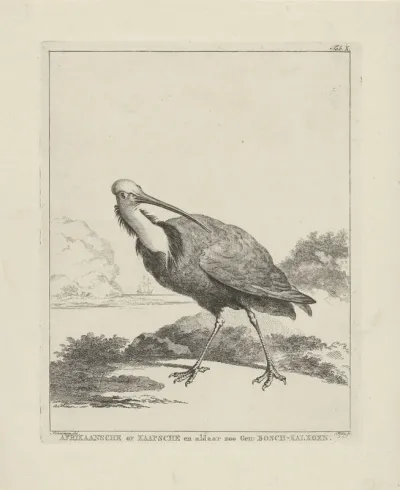 Bald Ibis
