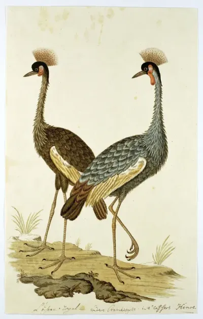 Balearica regulorum (Grey crowned crane)