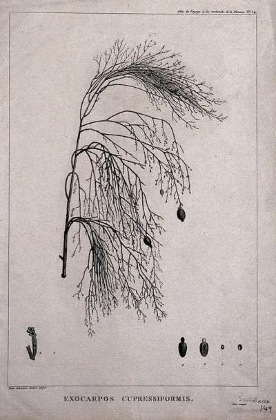 Ballot (Exocarpos cupressiformis Lab.): flowering and fruiting stem with floral segments